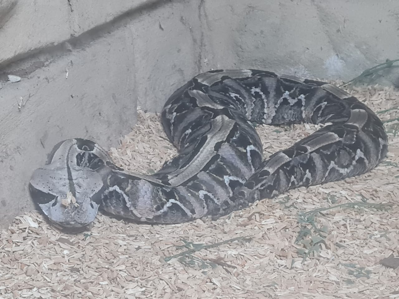 Snake